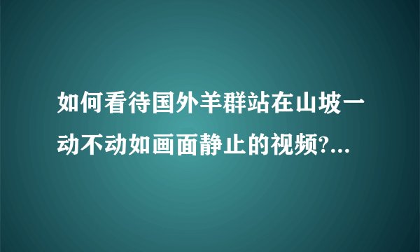 如何看待国外羊群站在山坡一动不动如画面静止的视频? - 知乎