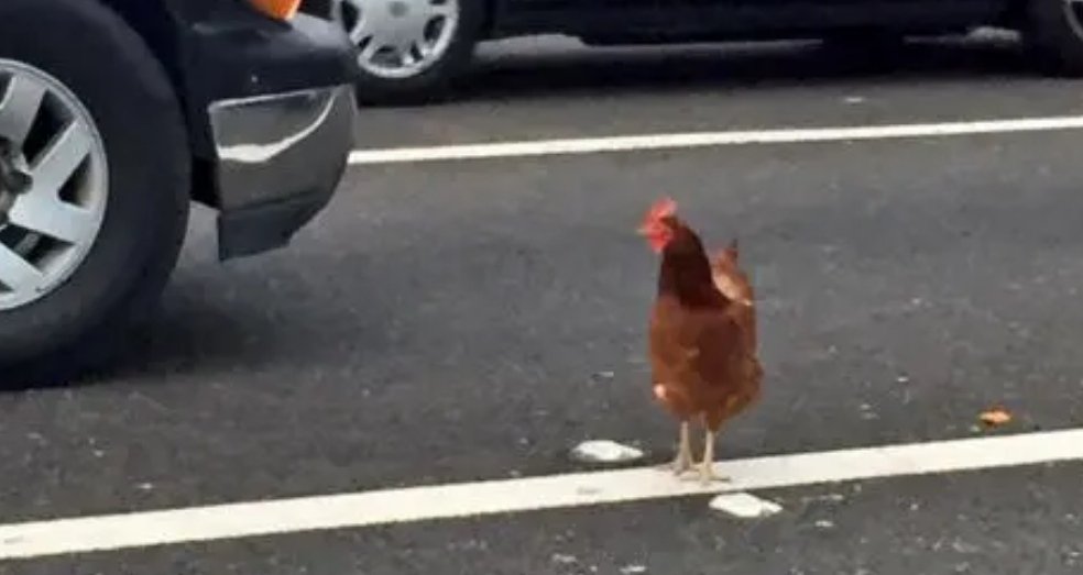 吉林一只母鸡路过收费站下完蛋拔腿就跑，这一幕遭到了网友怎样的调侃？