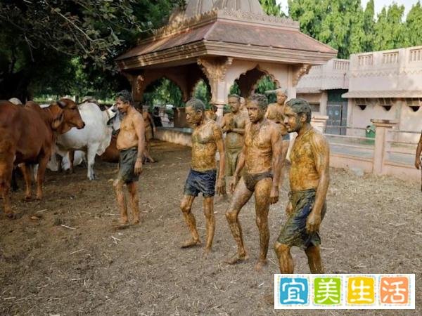 印度有一些人，在第2波自己遍身涂抹牛粪，用以防治新冠状病毒病