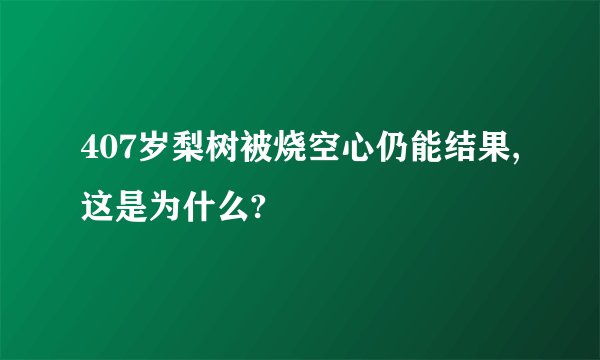 407岁梨树被烧空心仍能结果,这是为什么?