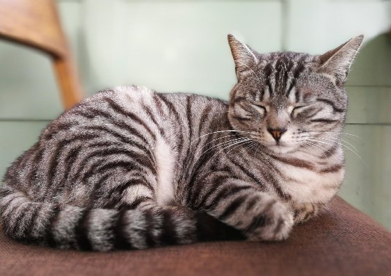 高校大爷训话猫咪要做有礼貌的猫,大学里的动物为何这么神奇?
