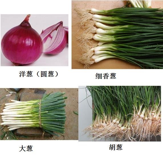葱蒜类植物有哪些