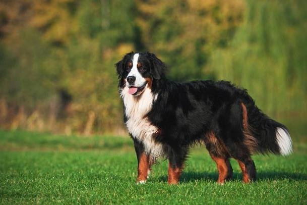 养一只中国昆仑山脉犬是什么样的体验？