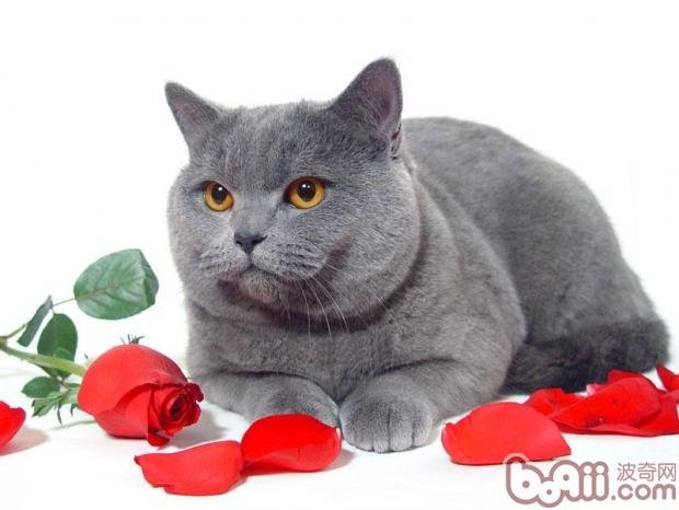 猫得球虫病是为什么?