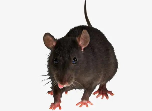 广州一高校食堂档口惊现一老鼠淡定擦嘴，这老鼠从何而来？