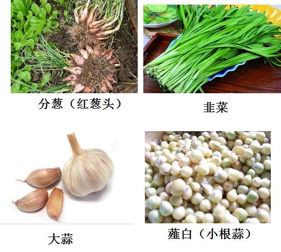 葱蒜类植物有哪些