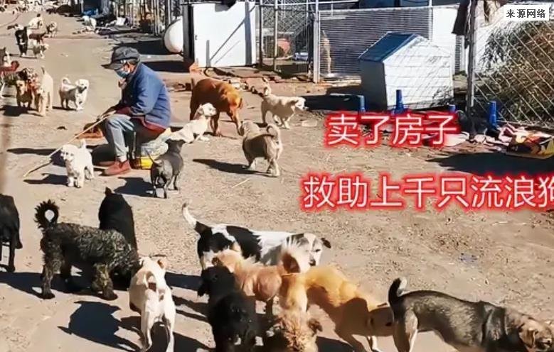 老人救狗20年欠60万卖房住亲戚家 此行为太偏执了