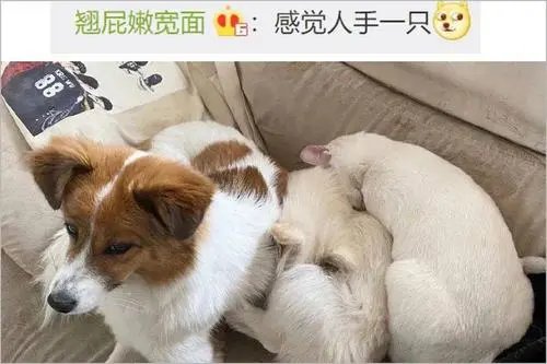 金华一小奶狗太可爱男子偷3只后自首，作案后自首会被从轻处罚吗？