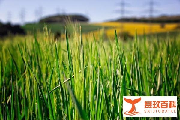 由“河南79岁老农手捧发芽小麦抹泪”贡献一点想法