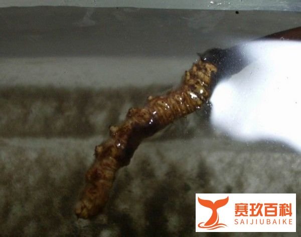 雪仁堂冬虫夏草纯粉片制作流程