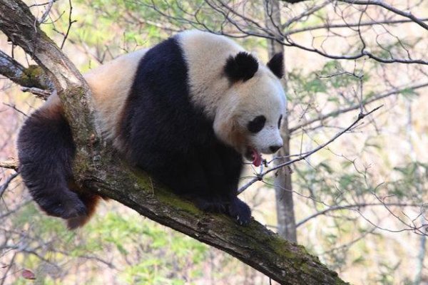 秦岭大熊猫上树折樱桃花，秦岭大熊猫与四川大熊猫有什么区别？