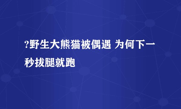 ?野生大熊猫被偶遇 为何下一秒拔腿就跑