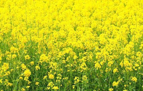 油菜花的样子和特点描写
