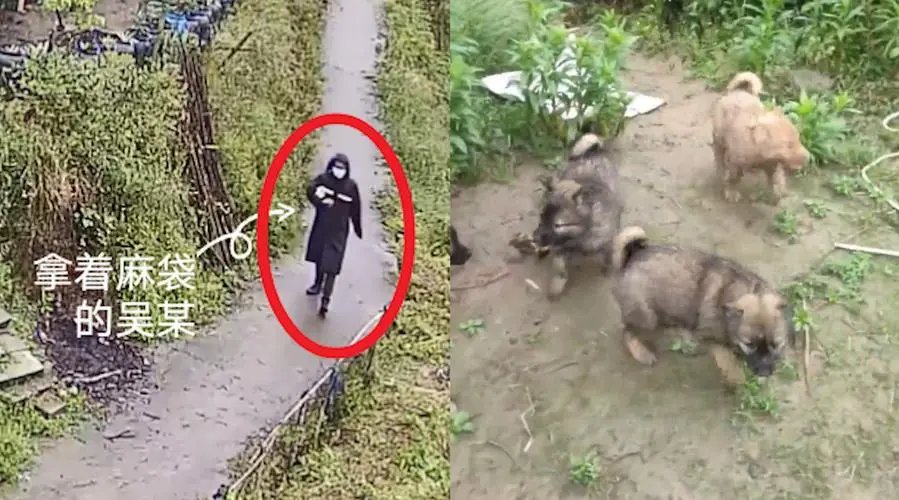 金华一小奶狗太可爱男子偷3只后自首，作案后自首会被从轻处罚吗？