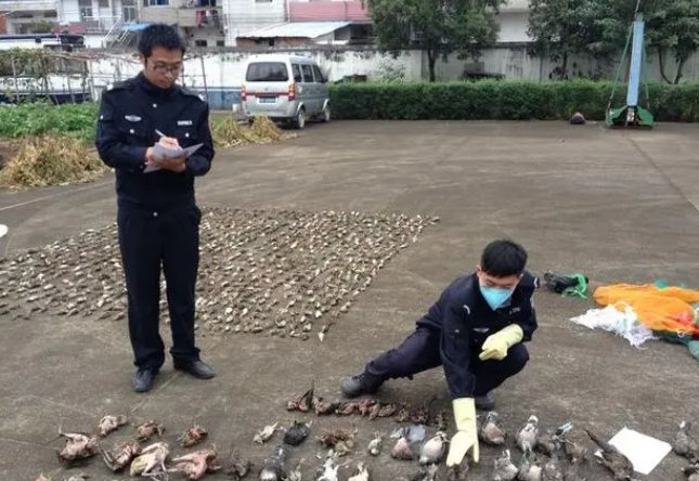 国家二级保护动物中国瘰螈10元一条当街卖，售卖人到底犯了哪些罪？