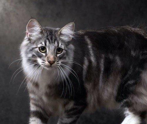 名贵猫王后代医院体检被误做绝育