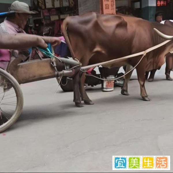 现实与虚幻：灵山老人的“网红牛”与《活着》富贵的“老水牛”