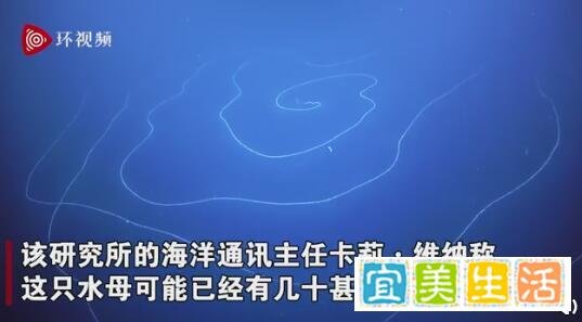 澳大利亚深海拍到47米长管状水母 年龄可能几百岁