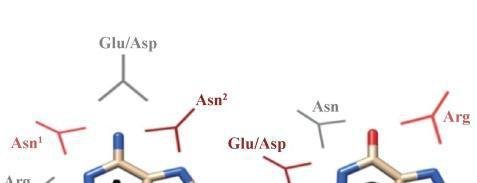 解密RNase A:破解RNA污染的神奇密码