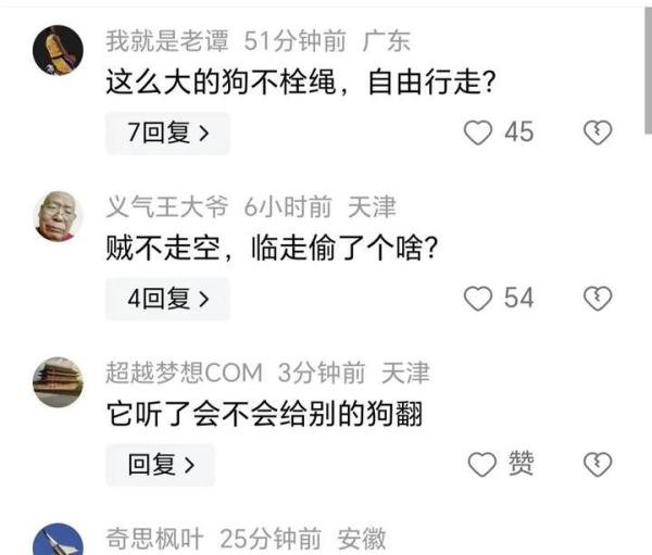 内蒙古一狗子坐凳子上听人聊八卦入迷，评论区炸锅！