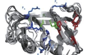 解密RNase A:破解RNA污染的神奇密码