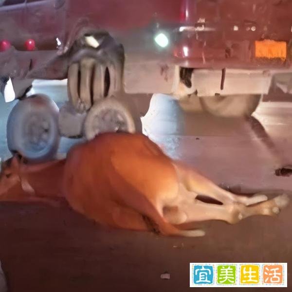 现实与虚幻：灵山老人的“网红牛”与《活着》富贵的“老水牛”