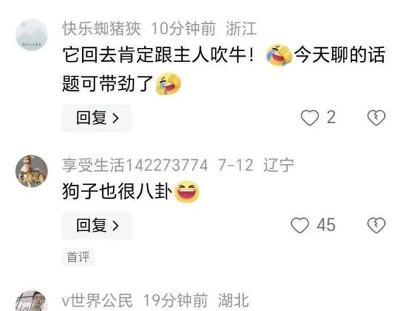 内蒙古一狗子坐凳子上听人聊八卦入迷，评论区炸锅！