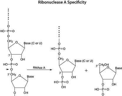 解密RNase A:破解RNA污染的神奇密码