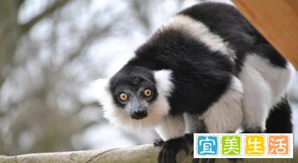 总认为猴子只吃果子和嫩叶，其实它们中吃肉的也不少