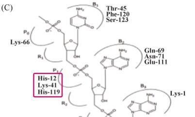解密RNase A:破解RNA污染的神奇密码