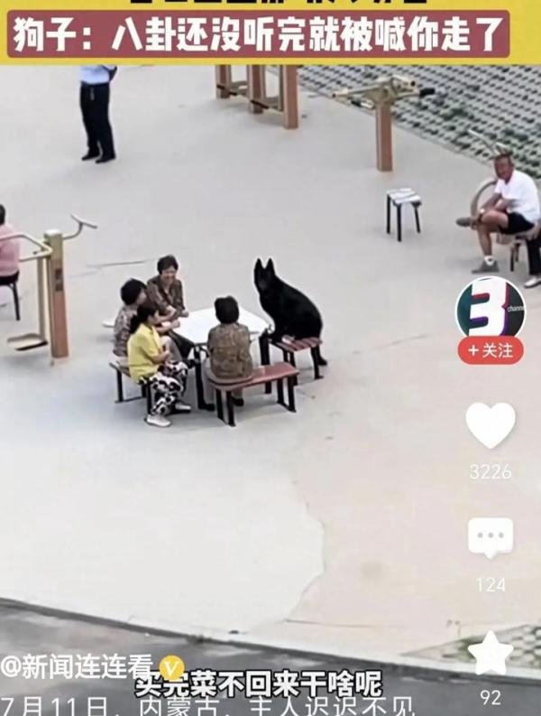 内蒙古一狗子坐凳子上听人聊八卦入迷，评论区炸锅！