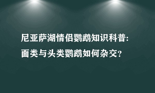 尼亚萨湖情侣鹦鹉知识科普:面类与头类鹦鹉如何杂交？