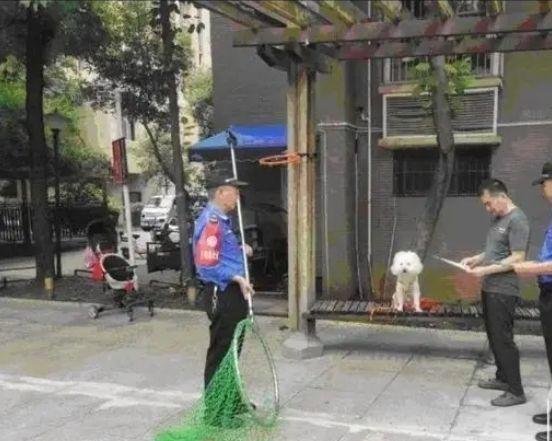 媒体评“不拴狗绳一律捕捉”