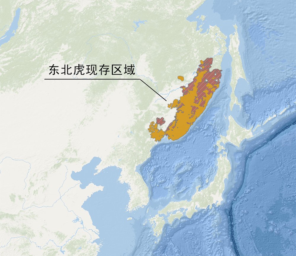 东北虎与棕熊谁更厉害?