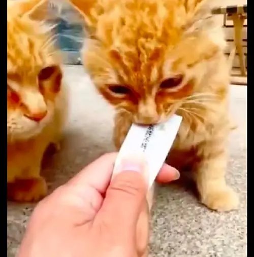 北京男子投喂三腿猫半个月发现收养纸条，当时的心情是怎样的？