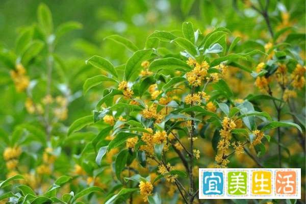 桂花怎么晒干保留香气