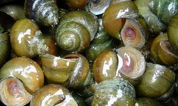 秋分吃什么传统食物?