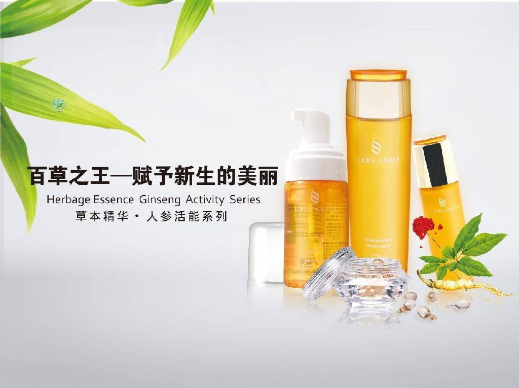 吉白草的介绍