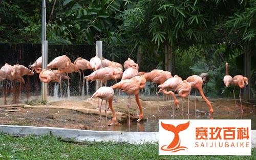 深圳市野生动物园旅游攻略